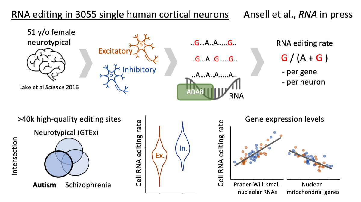 RNAJournal's tweet image. RNA editing is essential for healthy brain function. We found &amp;gt;40k edited sites across 3k single neurons. Inhibitory neurons show higher editing, and snoRNA levels are linked to editing #WEHI_research bit.ly/3a7wMtx