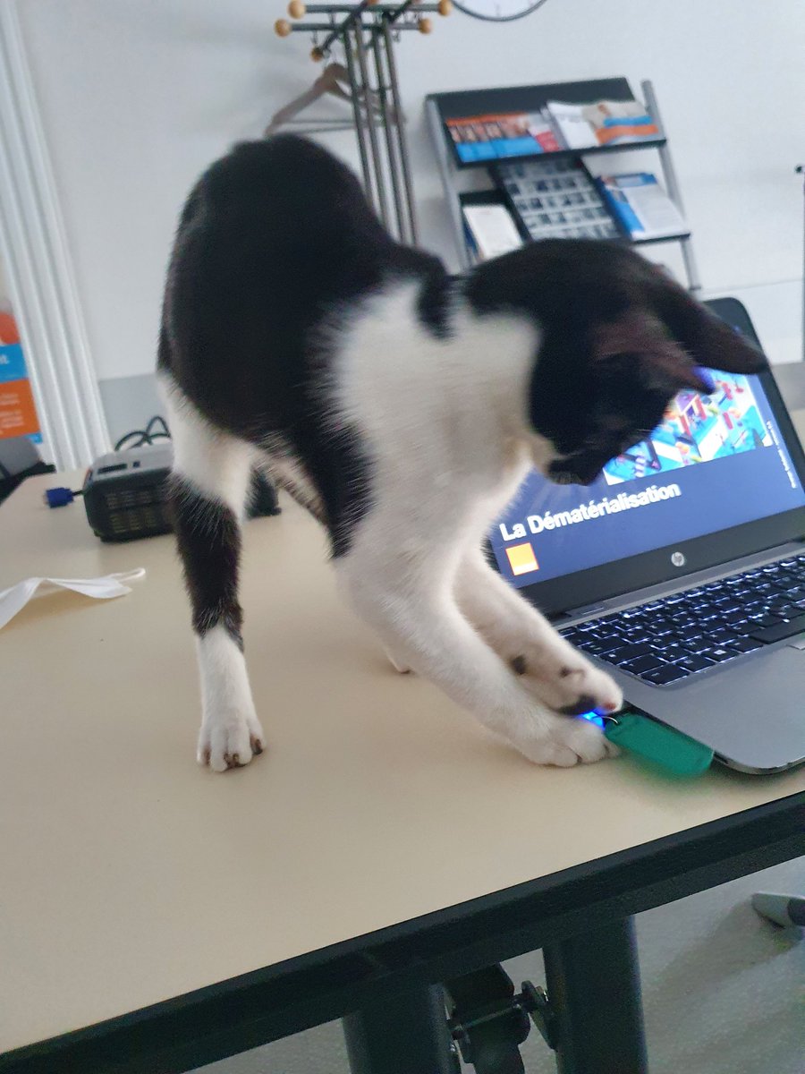 #AtelierNumérique à la Maison Saint Fort <a href="/Bordeaux/">Bordeaux</a> habitat-humanisme.org/projets/maison…
Quand Scully s'invite en agitateur d'ambiance 😺😸😹🙀😼😽
<a href="/OrangeSolidariT/">Orange Solidarité</a> <a href="/FondationOrange/">FondationOrange</a>