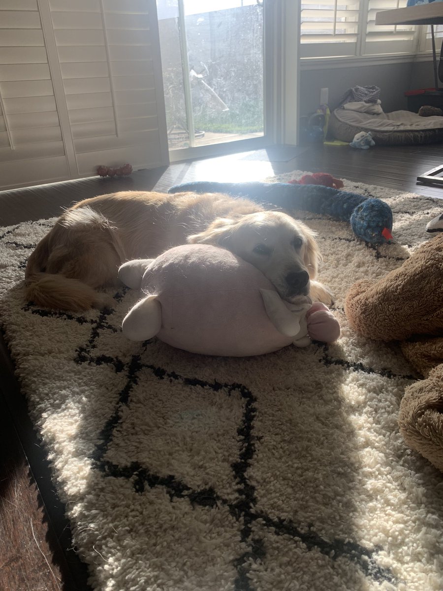 rinrinrinoa's tweet photo. My pride and joy 🥰😍🐶 https://t.co/mui26zGm70