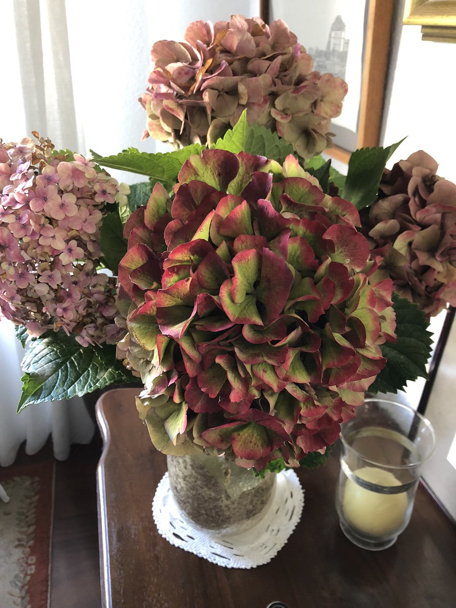 RenataOjerada's tweet photo. Enamorada de las #hortensias #colorterapia Buenas tardes ❤️ https://t.co/fGmBP6XI05