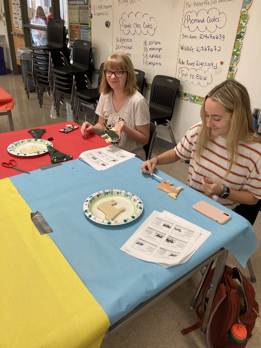 kcalvetsci's tweet photo. Our student teacher Ms. Dowdy spent all weekend making 180 cattle cookies for Advanced Animal Science so they could practice beef cattle classification. They are choosing two beef breeds to breed in order to create the ultimate hybrid! 🐂🐮 https://t.co/SIfFFcDz2d