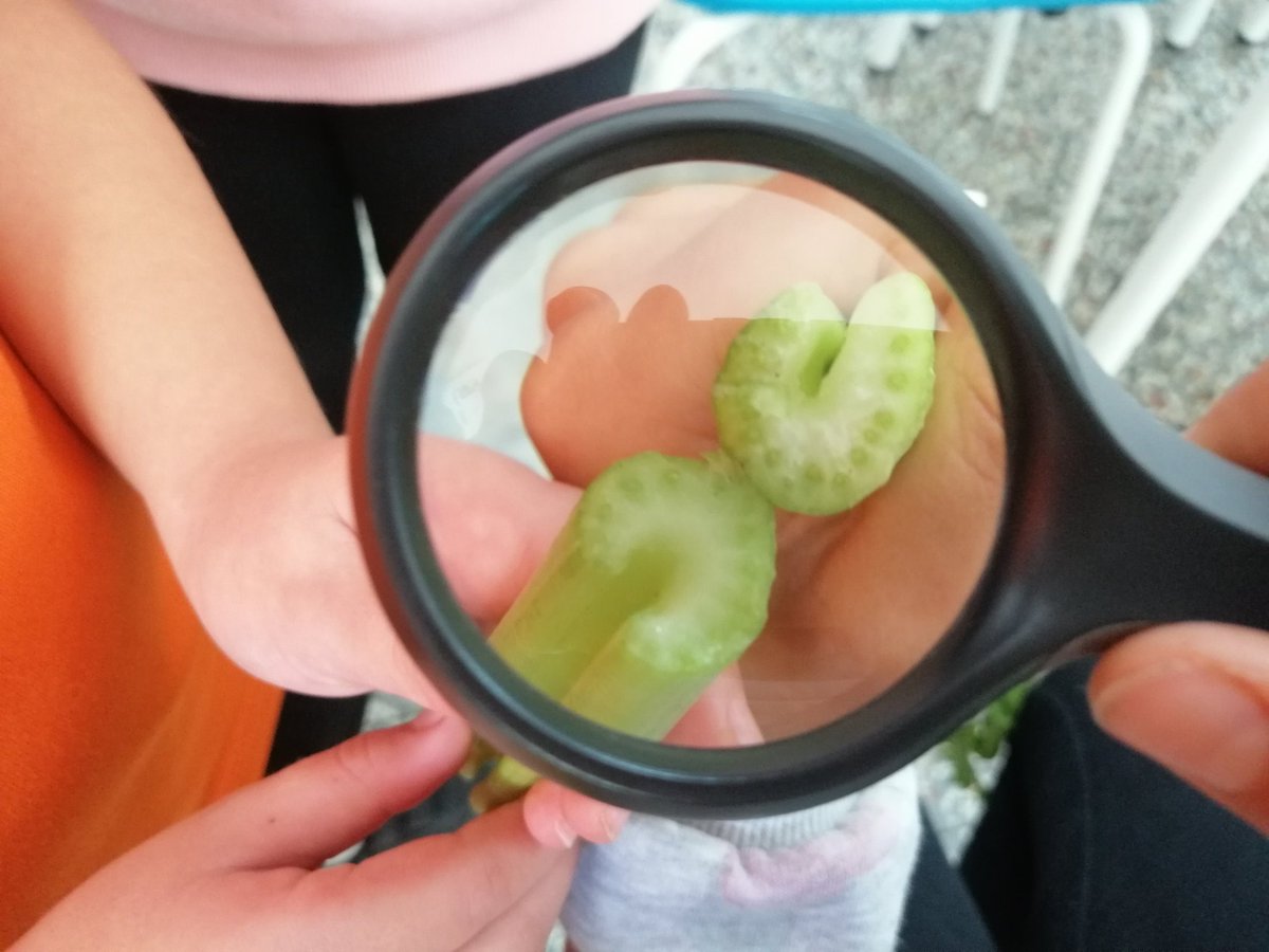 CarrioCharo's tweet photo. Observem les parts de les plantes!!! Com ens agrada experimentar! 😍#laboratoribotanic #4tPIN #Jestgervasi https://t.co/0Oguun1lDu