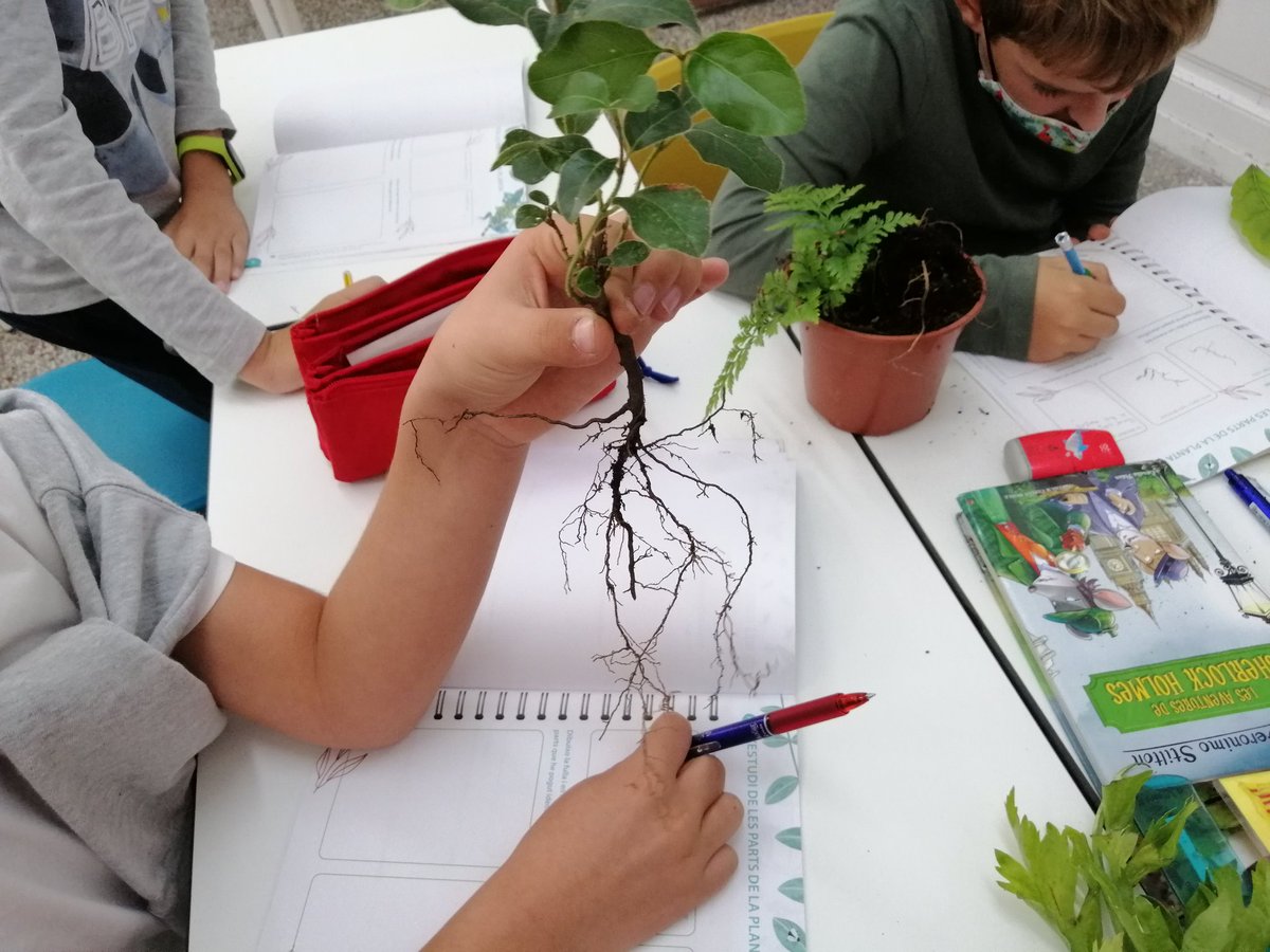 CarrioCharo's tweet photo. Observem les parts de les plantes!!! Com ens agrada experimentar! 😍#laboratoribotanic #4tPIN #Jestgervasi https://t.co/0Oguun1lDu