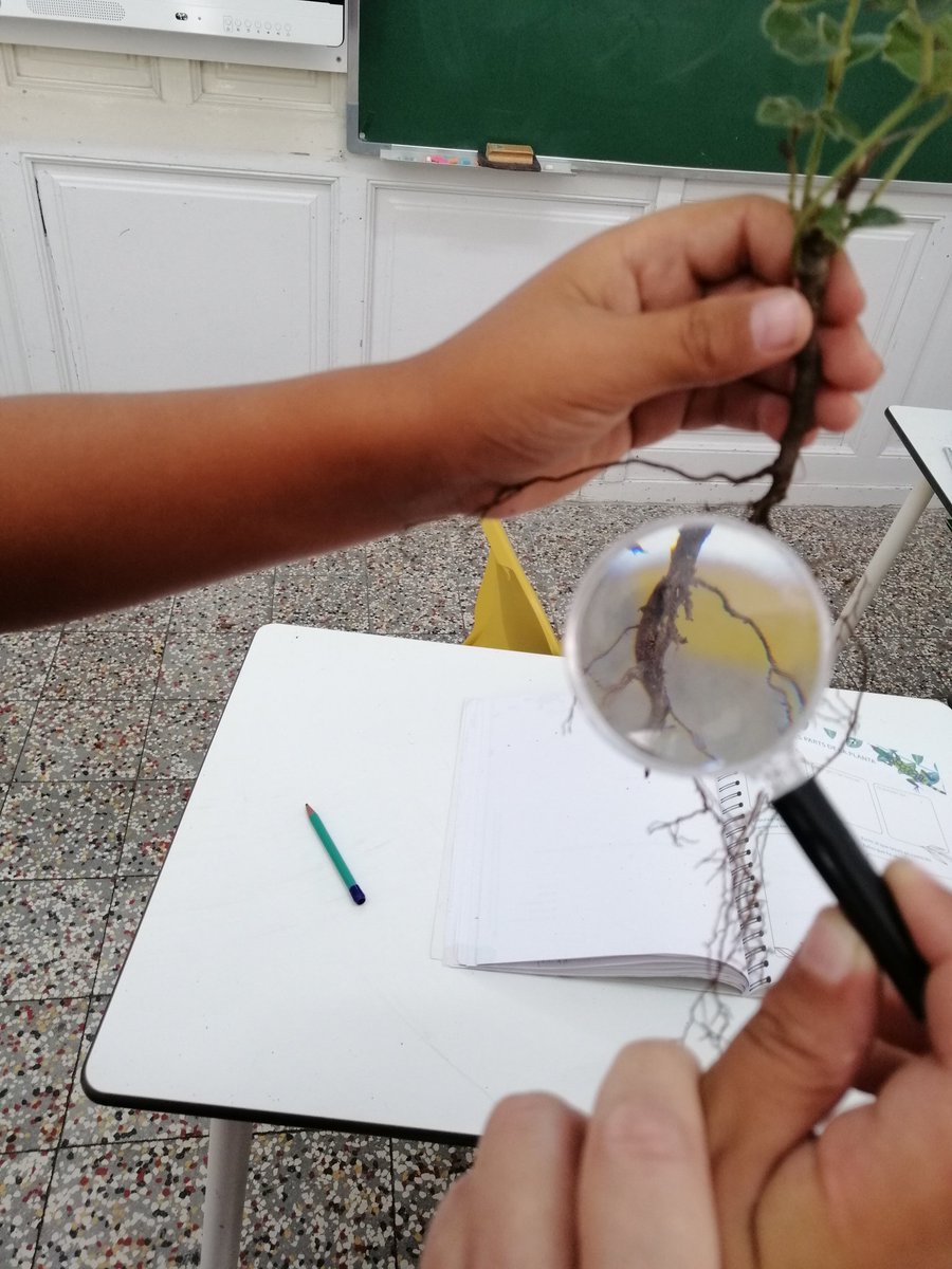 CarrioCharo's tweet photo. Observem les parts de les plantes!!! Com ens agrada experimentar! 😍#laboratoribotanic #4tPIN #Jestgervasi https://t.co/0Oguun1lDu