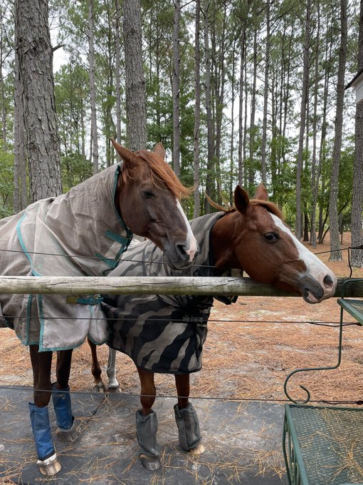 Back on the farm ✨ https://t.co/hJD03heSZe