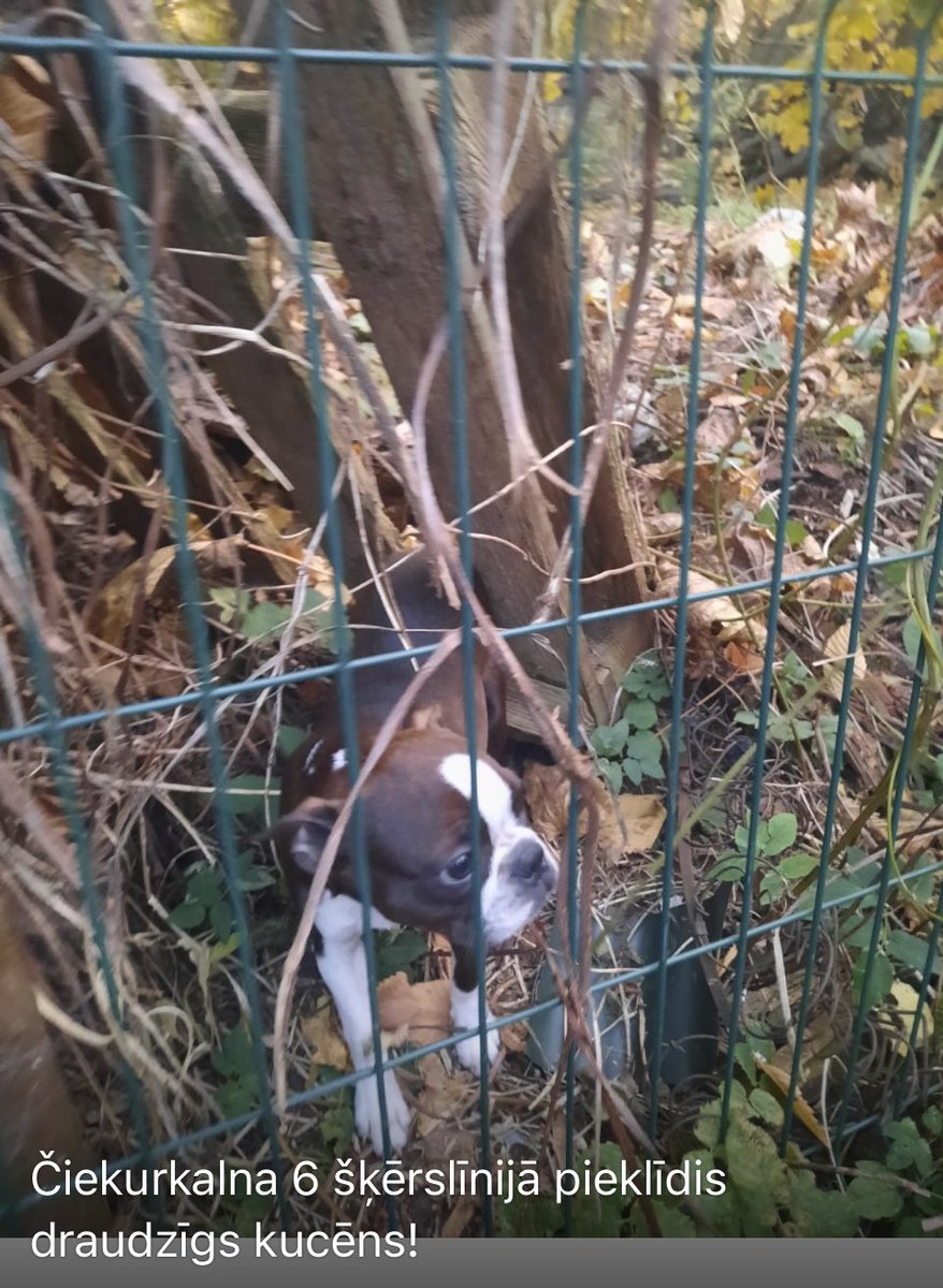 Ciekurkalna's tweet photo. Čiekurkalna 6.šķērslīnijā pieklīdis draudzīgs kucēns. #atrasts #suns #Čiekurkalns @Ulubele @Zoopolicija https://t.co/vbqfNTrD0c