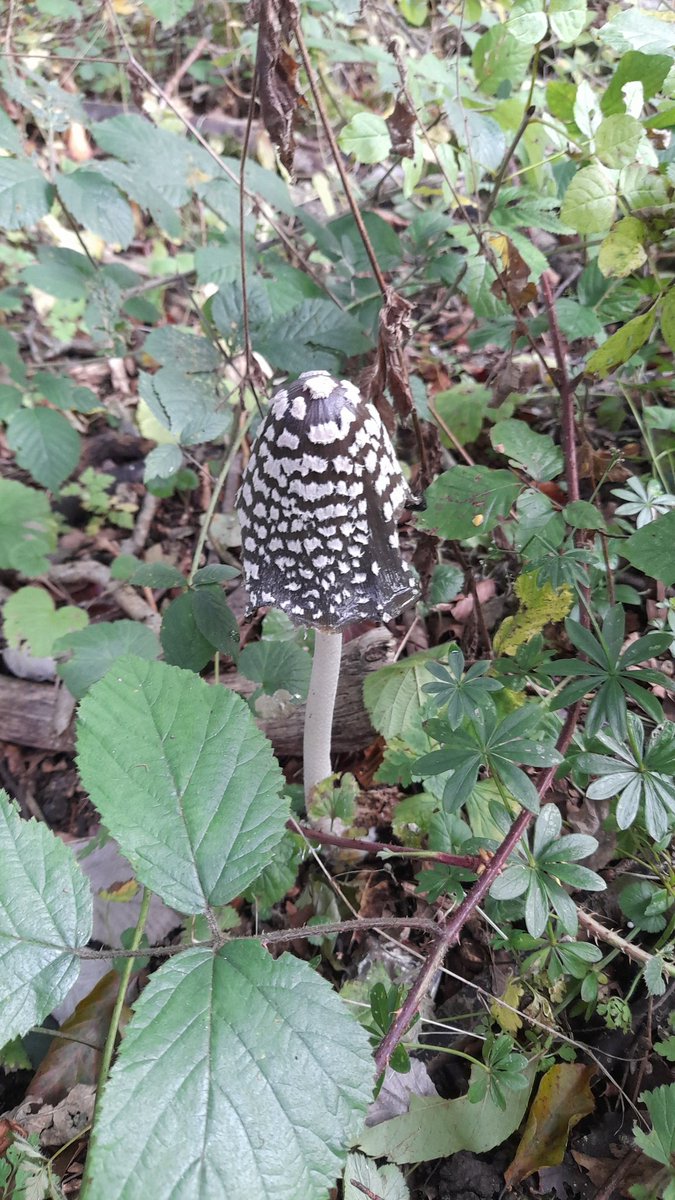 MartynLane2's tweet photo. A lovely magpie fungi. https://t.co/hdA8F3hcPl