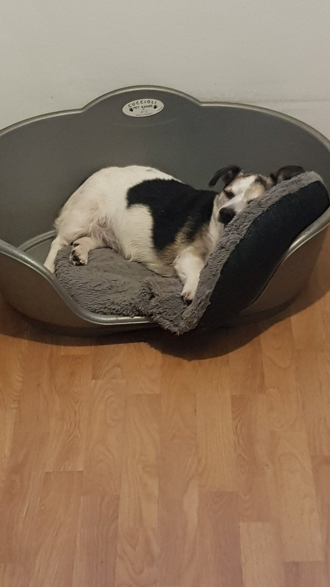 ketogenarian's tweet photo. @Dimensionspect1 Our recently passed Chester looking as comfortable as ever scrunched up in his bed. Chester again with his companion Stan. And Stan's soon to be new friend Max. Max is going to be here in mid November. Bless them all. https://t.co/fuBog02Qf8
