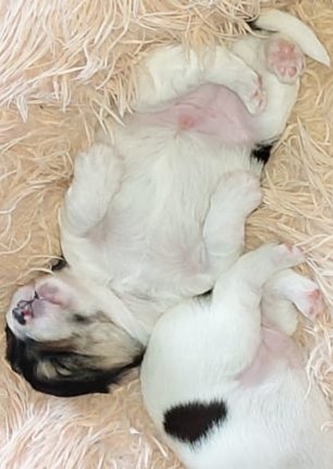 ketogenarian's tweet photo. @Dimensionspect1 Our recently passed Chester looking as comfortable as ever scrunched up in his bed. Chester again with his companion Stan. And Stan's soon to be new friend Max. Max is going to be here in mid November. Bless them all. https://t.co/fuBog02Qf8