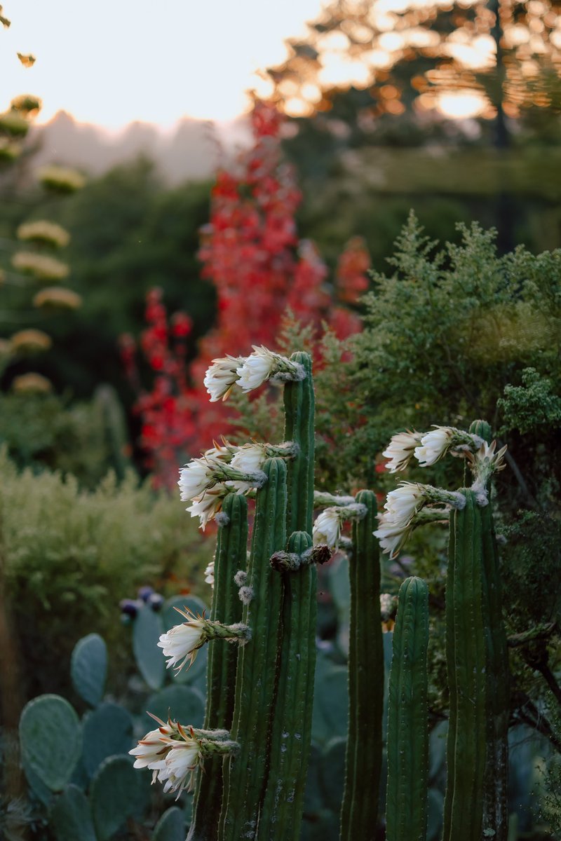 raineskyephoto's tweet photo. @reader_outside Watching the sunset in Santa Cruz, California with San Pedro cactus blooming and a Japanese maple showing it’s fall foliage 🍁🌵 https://t.co/fEeB4lVDFf