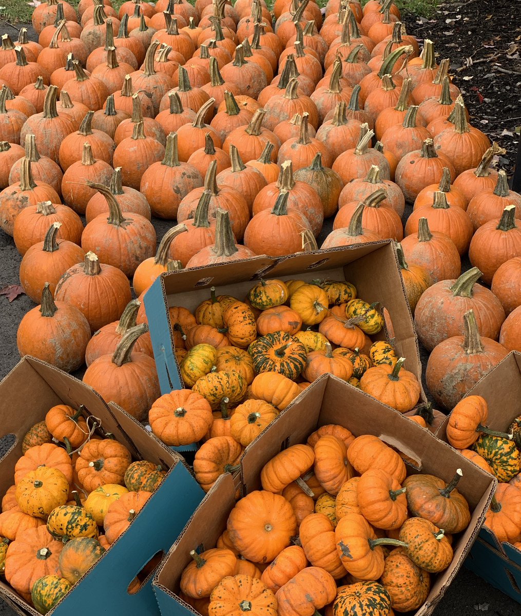 bfpto's tweet photo. Hope you all like pumpkins!  Our Fall Fest pumpkins are here!!! 😍 https://t.co/rkbFlDlTAo