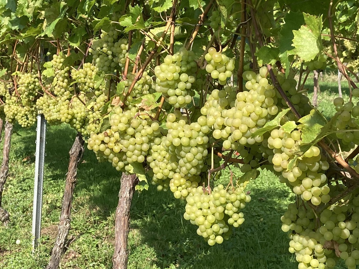 This sunshine on the grapes is perfect for ripening #goodthingscometothosewhowait
