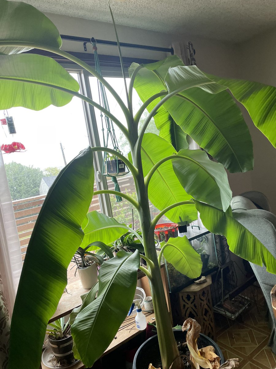 reneealeja's tweet photo. Blue Java banana a year ago, and today. #bluejavabanana #banana #icecreambanana #growingbananas https://t.co/V6qRkGmVQW