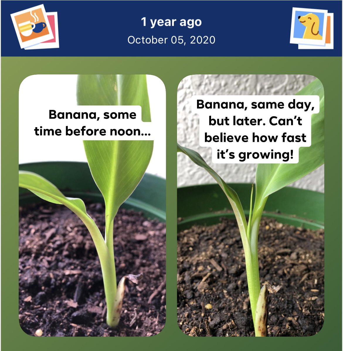 reneealeja's tweet photo. Blue Java banana a year ago, and today. #bluejavabanana #banana #icecreambanana #growingbananas https://t.co/V6qRkGmVQW