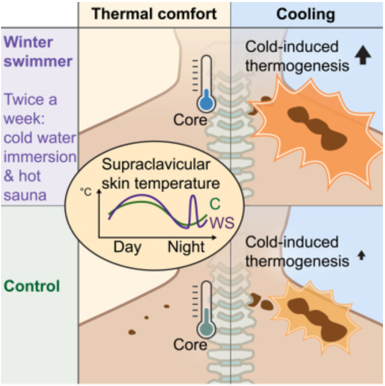 Camilla Scheele (@camillascheele) on Twitter photo Does winter swimmers have more brown fat, they asked. We found higher cold-induced thermogenesis and lower core temperature at thermal comfort <a href="/CellRepMed/">Cell Reports Medicine</a> Amazing collaboration! <a href="/SusannaSberg1/">Susanna Søberg, PhD</a> <a href="/Z_GerhartHines/">Zach Gerhart-Hines</a> @CFAS_dk <a href="/Metabolcenter/">NNF Center for Basic Metabolic Research (CBMR)</a> #brownfat #metabolism bit.ly/3mL3WF8 Does winter swimmers have more brown fat, they asked. We found higher cold-induced thermogenesis and lower core temperature at thermal comfort <a href="/CellRepMed/">Cell Reports Medicine</a> Amazing collaboration! <a href="/SusannaSberg1/">Susanna Søberg, PhD</a> <a href="/Z_GerhartHines/">Zach Gerhart-Hines</a> @CFAS_dk <a href="/Metabolcenter/">NNF Center for Basic Metabolic Research (CBMR)</a> #brownfat #metabolism bit.ly/3mL3WF8