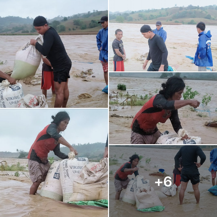 Sobrang nakakalungkot! Baggao, Cagayan farmers trying to save what is left of the 450 cavans of their corn harvests. 

Out of the 450 cavans, 20 lang naisalba! Ang saklap. 🙁

m.facebook.com/story.php?stor…

#CagayanNeedsHelp
#MaringPH