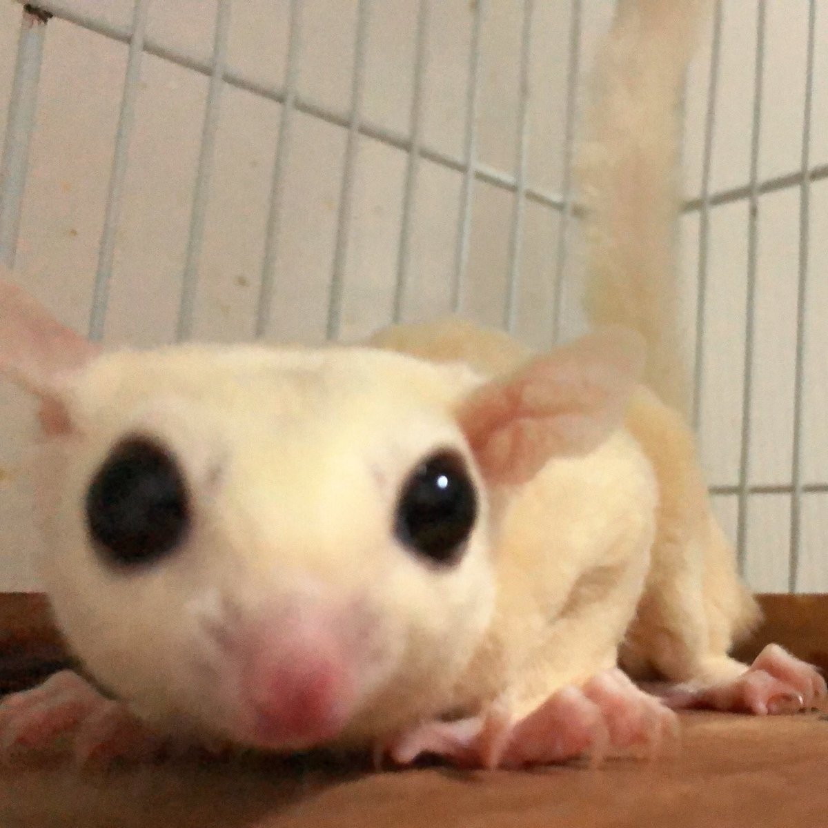 Etiqueta モモンガ En Twitter