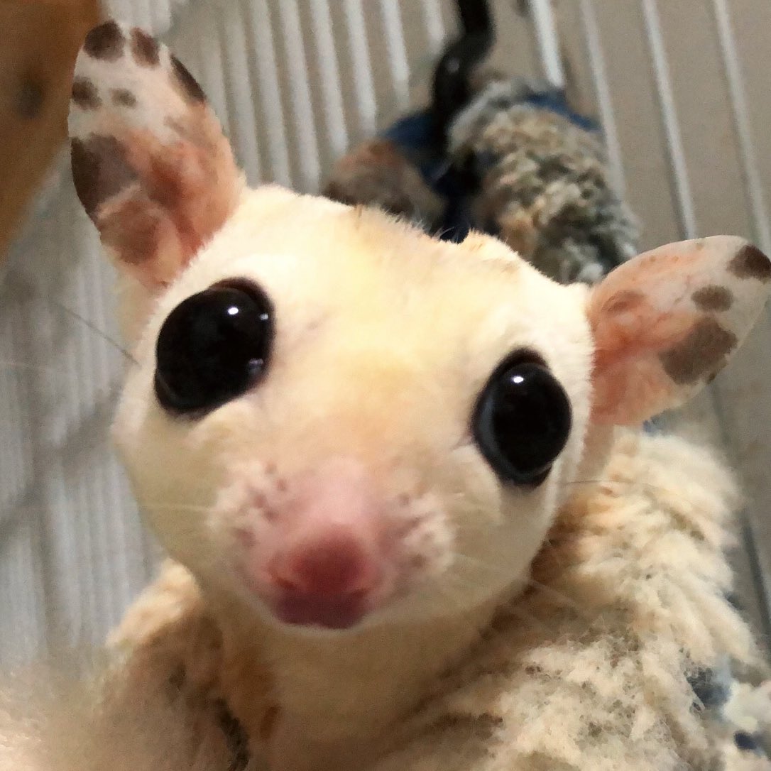 Etiqueta モモンガ En Twitter