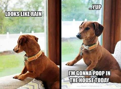 #rainydays #dogminds #nope #notintherain #dogdays #doglife #dogsofinstagram