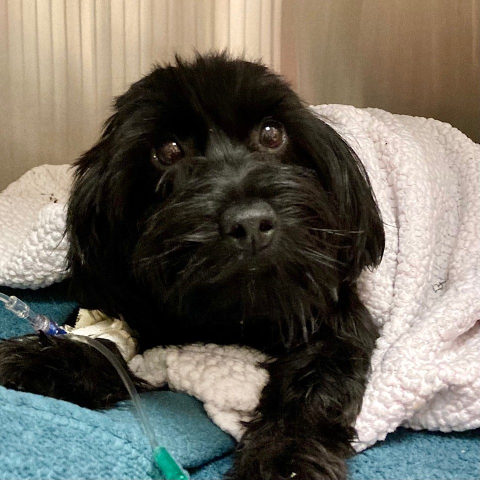 Roxy master of the puppy dog eyes 🥺 🐶 
Roxy came into <a href="/MedDistVetIL/">Medical District Vet</a> at Illinois for toxic ingestion and needed critical supportive care to get her through. Her  owners couldn't afford Roxy's medical bills and were so grateful for <a href="/KodiakCare/">KodiakCare</a> funds! ❤️ 🐾