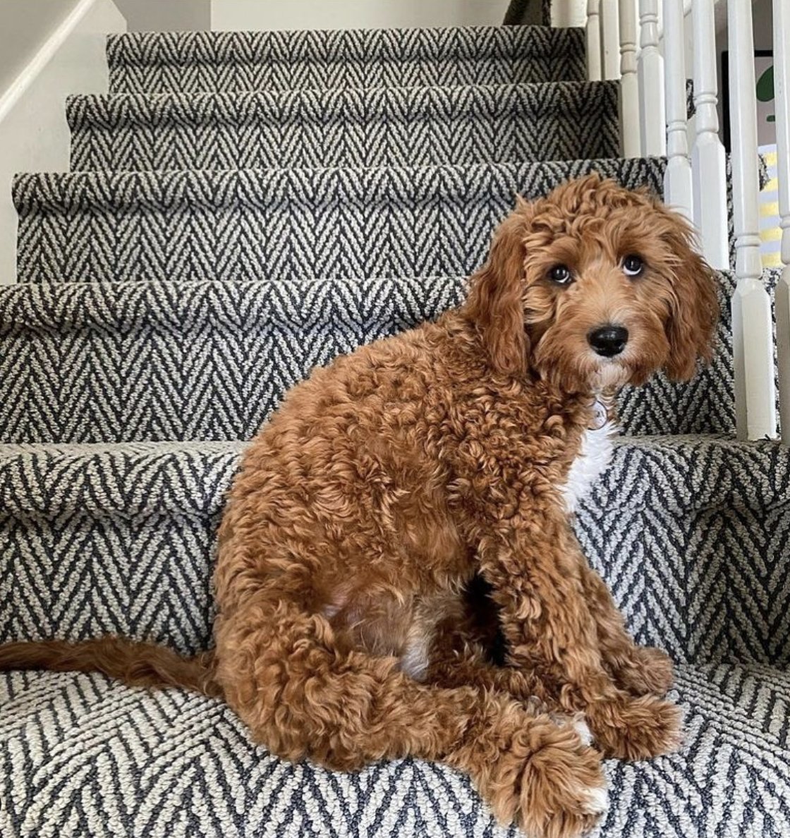 AndersonTuftex tweet media