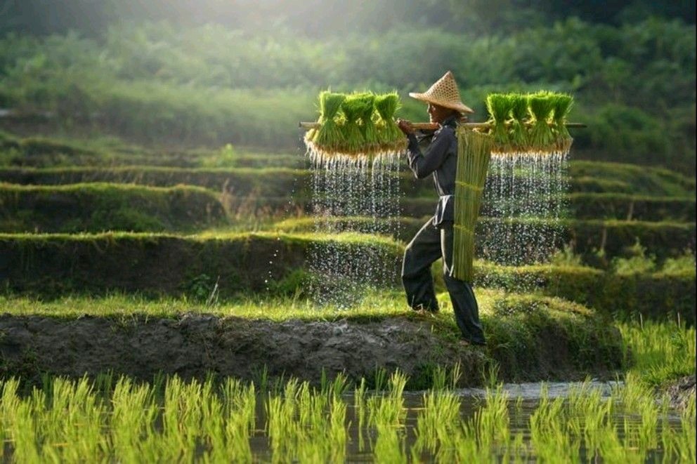 HanifaAzeem's tweet photo. Soil is a living ecosystem, and is a farmer's most precious asset. A farmer's productive capacity is directly related to the health of his or her soil.

Howard Warren Buffett
@ecosystem https://t.co/43nK6YFjLl