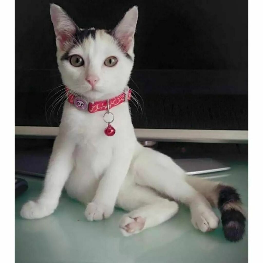 kucing kampung putih tompok hitam - Ryan Ellison