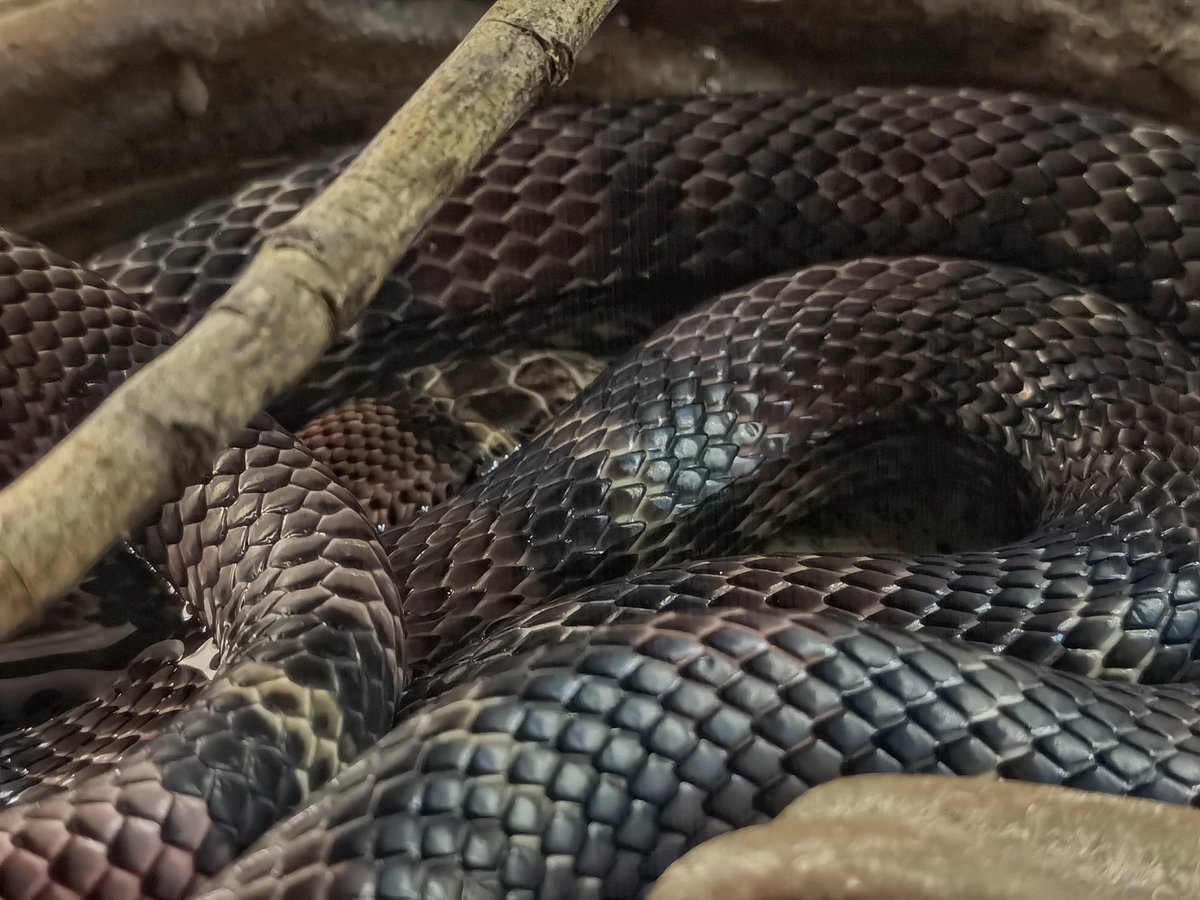 ExpoLaCulebra's tweet photo. Seguimos trabajando a puertas cerradas, los animales a nuestro cuidado están en perfectas condiciones y con los mejores cuidados
#museo #zoológico #herpetario #reptiles #serpientes #culebras #viboras #falsacoral
#exposicionesLaCulebra #rentaDeExposiciones #exposicionesEnRenta https://t.co/jaaF3vnpRz