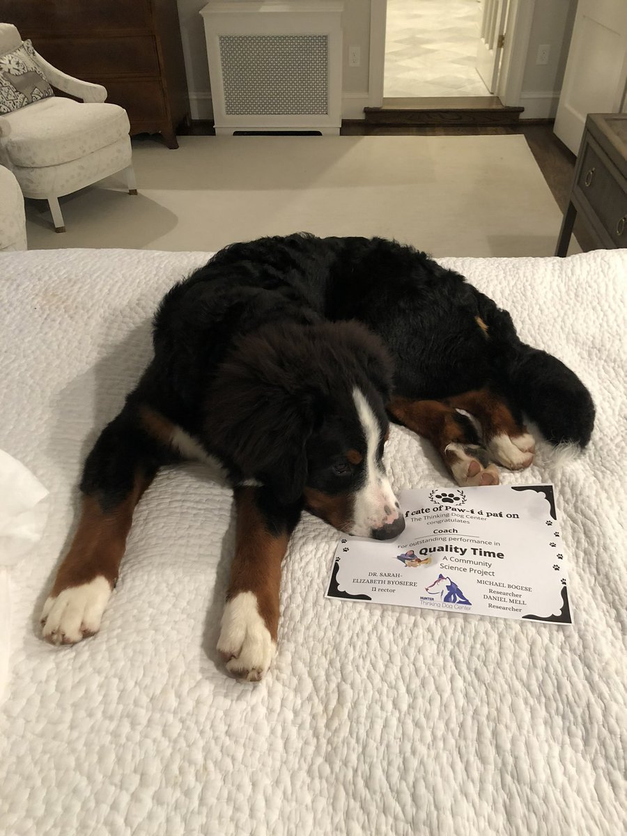 Coach is all smiles after completing our new study Quality Time this week! Join in on the fun with your dog or cat here: bit.ly/3iCNTYT