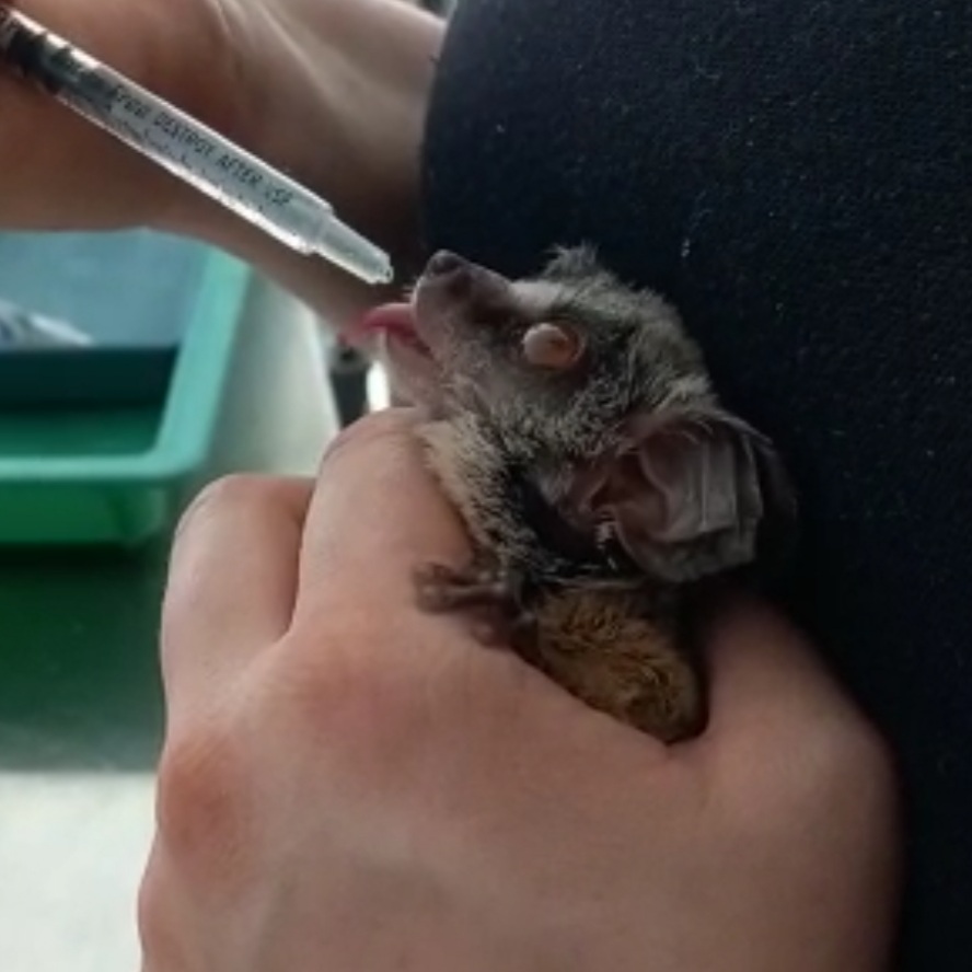 Show kindness to animals #AnimalRescue #WildlifeRehabilitation #FriendsOfFreeWildlife