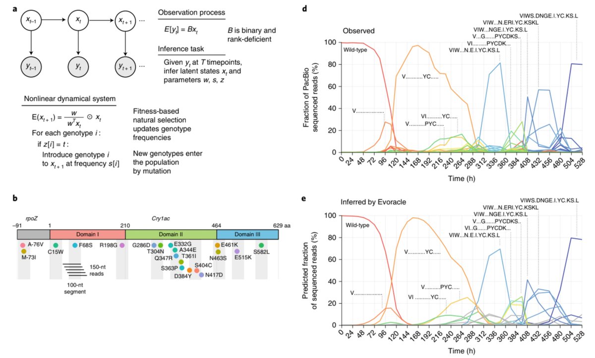 Today we report in <a href="/nchembio/">Nature Chemical Biology</a> Evoracle, a machine learning method that reconstructs full-length genotypes and fitnesses using short-read sequencing data from laboratory evolution experiments. Validated on PACE, PANCE, &amp; Orthorep of Cry1Ac, ABE, &amp; DHFR. 1/3
drive.google.com/file/d/1-Pudx8…