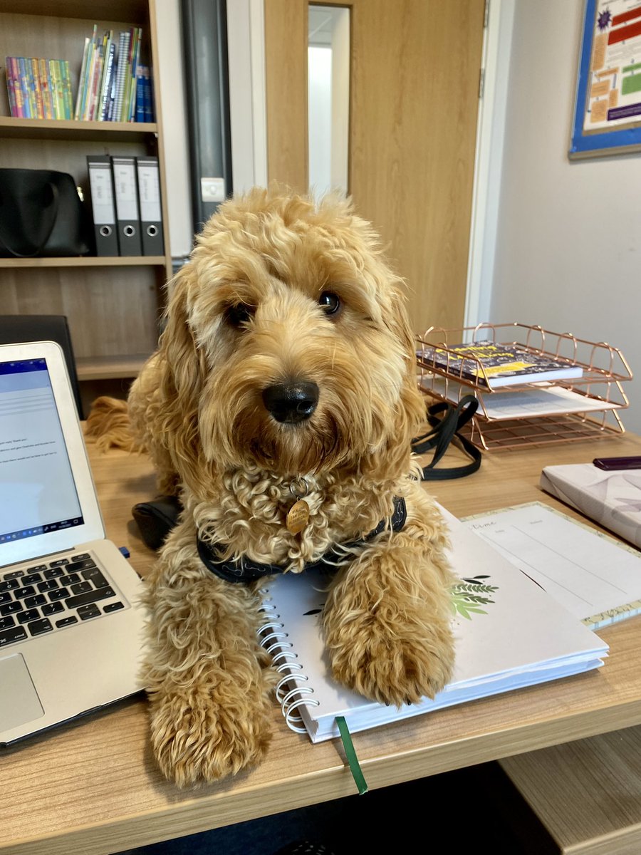 On Mondays and Tuesday.. I am deskdog #cockapoo #schooldog #MentalHealthMatters #wellbeing