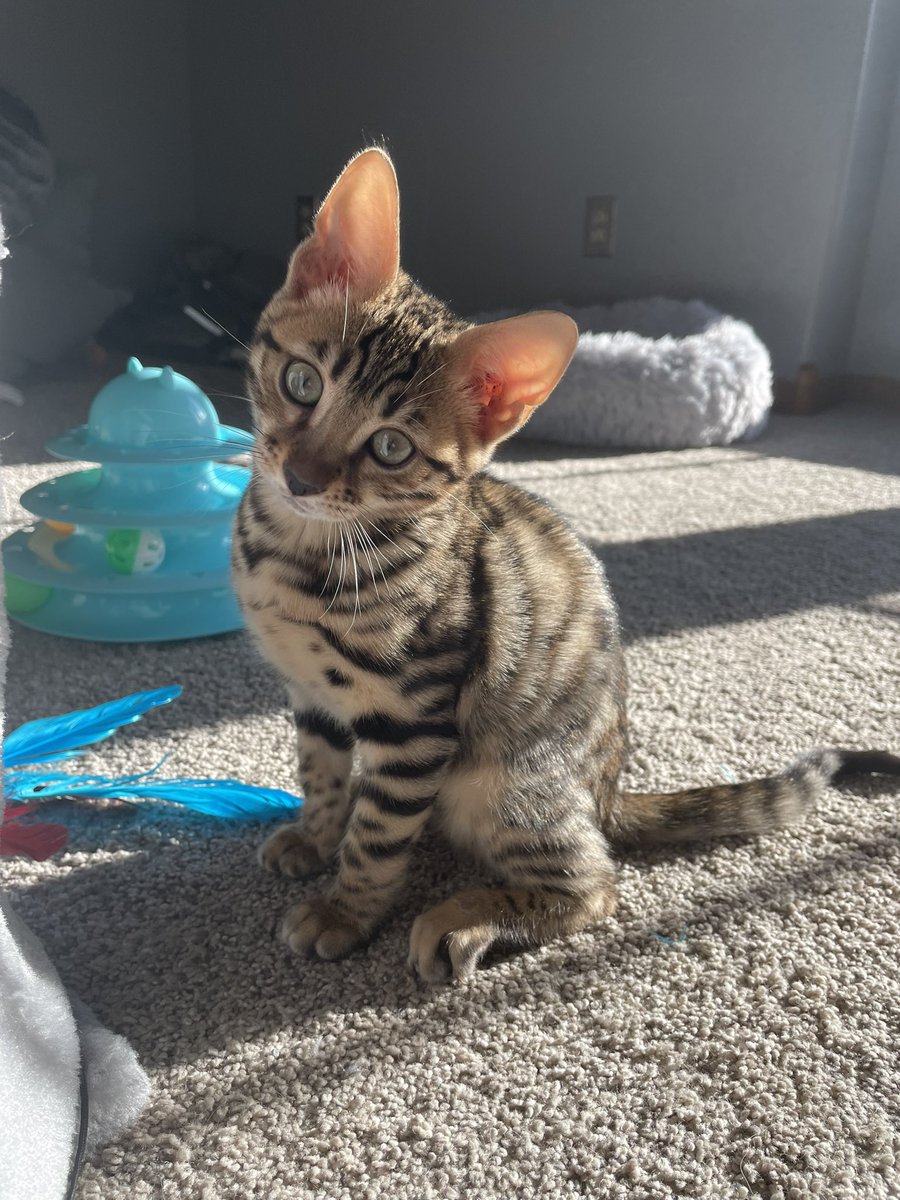 The sun, is warm
#CatsOfTwitter