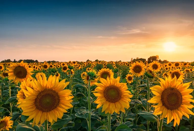 jcshousechamp's tweet photo. 🌻 Last summer Mrs Sinacore planted the seeds for our sunflower competition. Results were tight but the winners were Citrine with Topaz 2nd and Amethyst 3rd. The second photo shows our actual flowers which are just slightly less impressive than those in the first photo! 🟡🔵🟣 https://t.co/qcKtZVwgyW