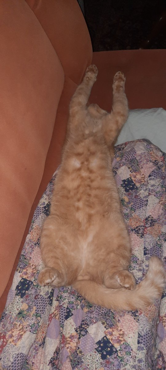 ajereb5's tweet photo. My cat 🐱🤣🤣💗 https://t.co/bbWrH67Wh6