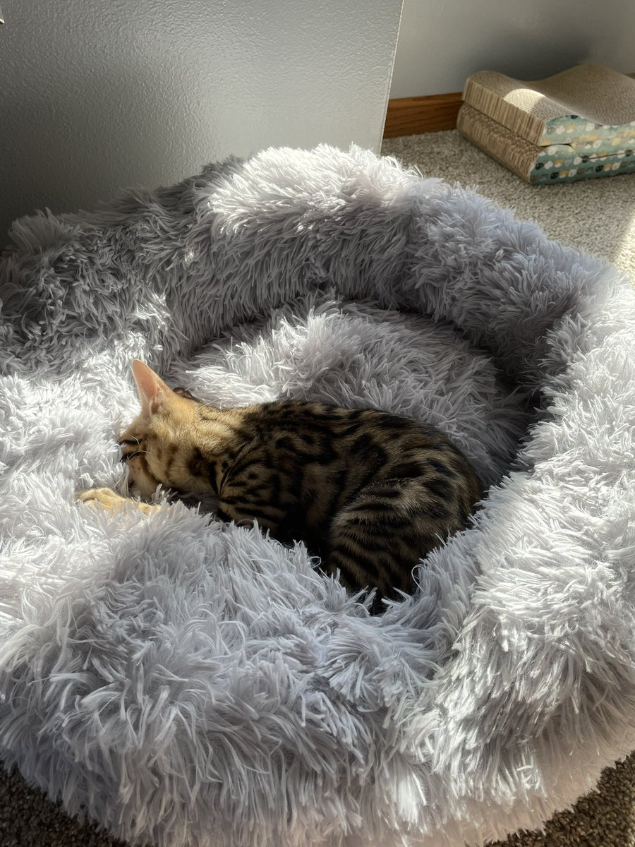 Bed so soft, reminds me of momma
#CatsOfTwitter