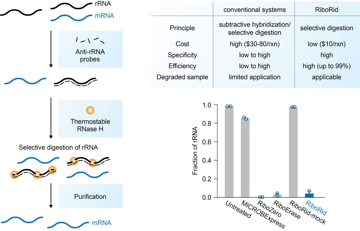 In our new paper, we introduce an advanced method, called RiboRid, to remove ribosomal RNA. This method is an efficient and low-cost alternative to commercial counterparts for wide range of bacterial transcriptomics like RNA-Seq and ribosome profiling. bit.ly/3akrUl2