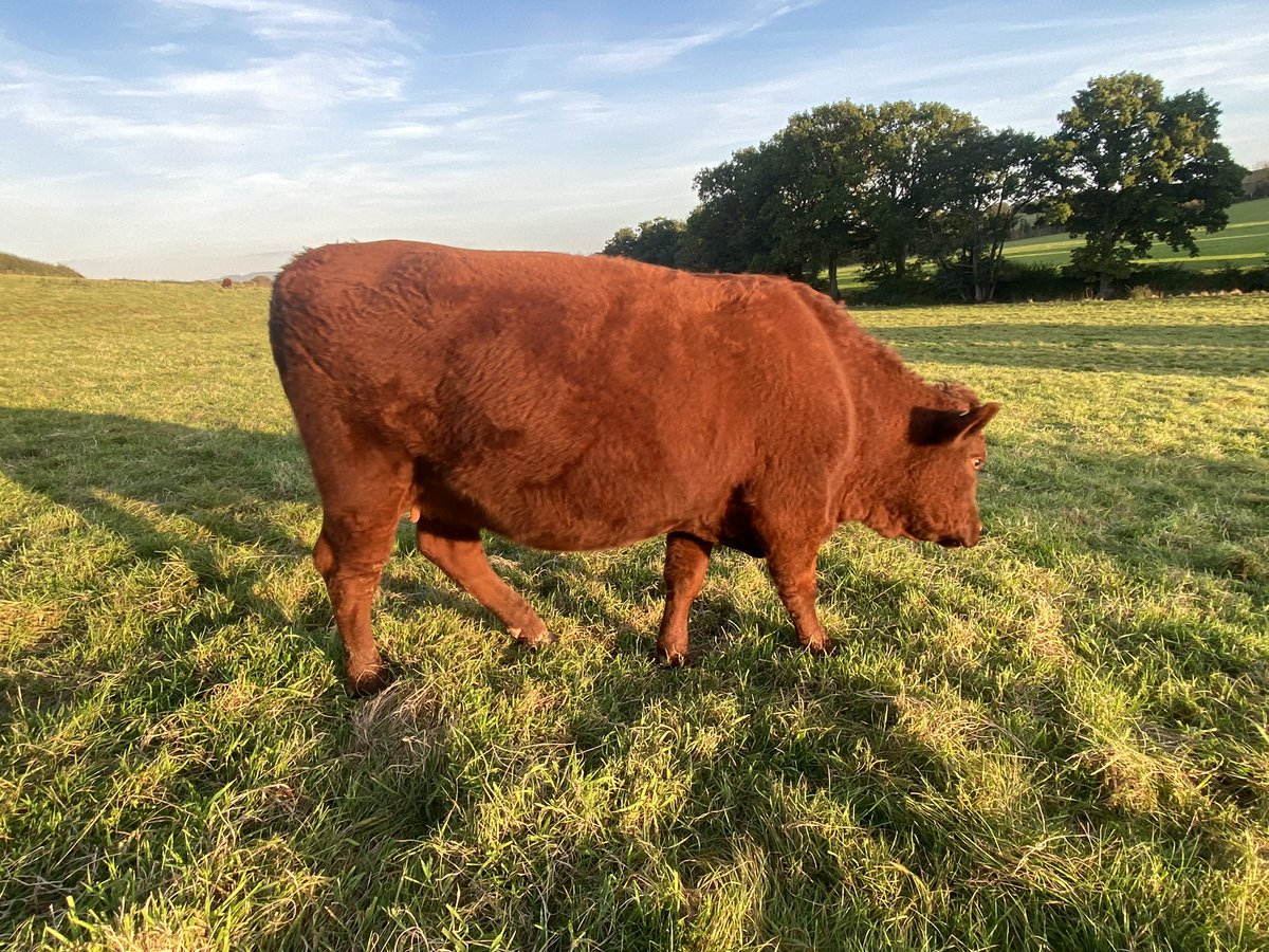 ExeValleyLamb's tweet image. Living up to their nickname this sunny evening. #rubyreds #devon #cattle #sunshine #exeter #exminster