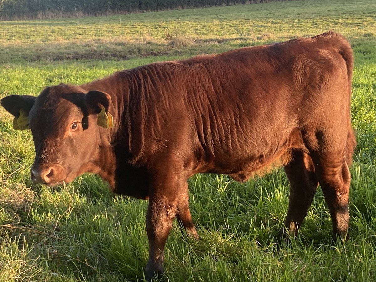 ExeValleyLamb's tweet image. Living up to their nickname this sunny evening. #rubyreds #devon #cattle #sunshine #exeter #exminster