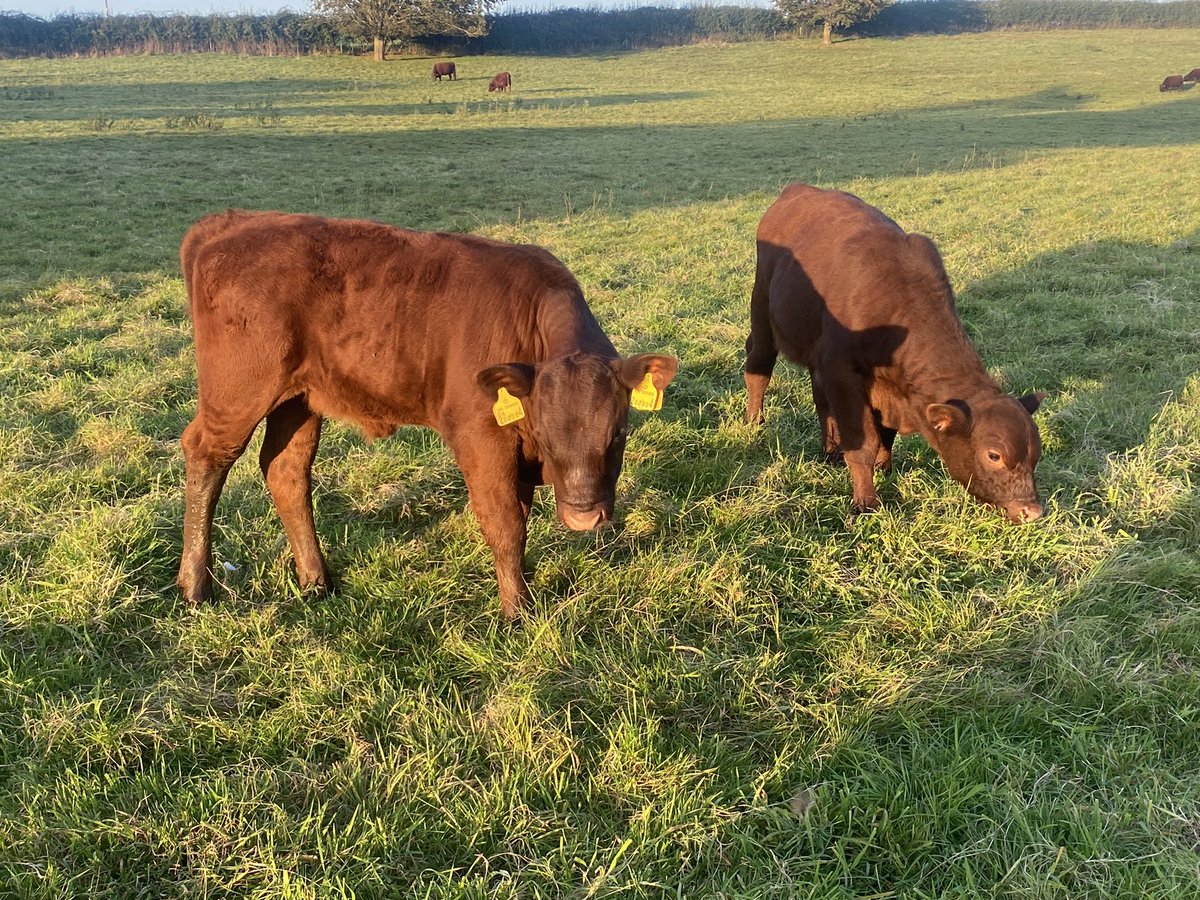 ExeValleyLamb's tweet image. Living up to their nickname this sunny evening. #rubyreds #devon #cattle #sunshine #exeter #exminster