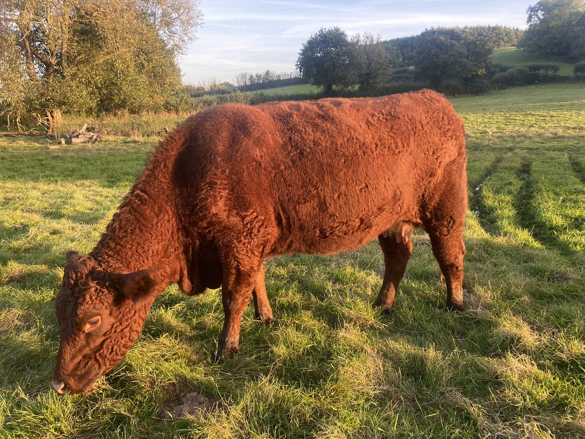ExeValleyLamb's tweet image. Living up to their nickname this sunny evening. #rubyreds #devon #cattle #sunshine #exeter #exminster
