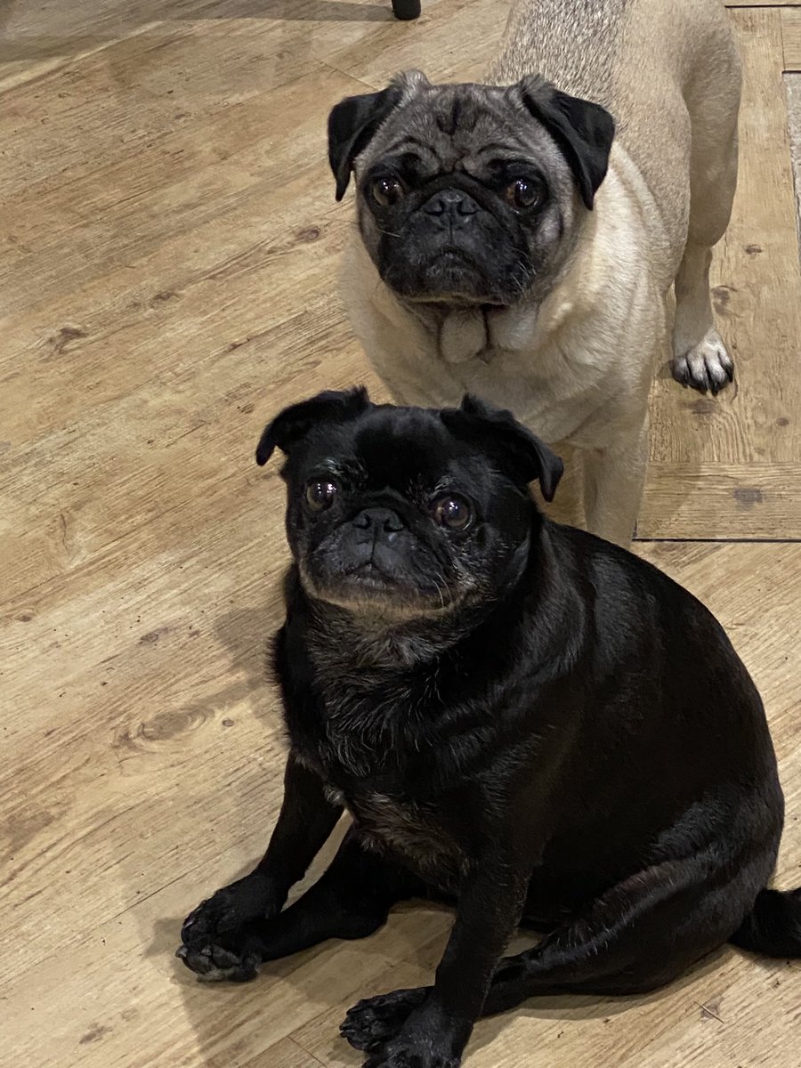 Oh_Alby's tweet photo. Make strong eye contact. Assert your dominance and you will get some of their food! https://t.co/Ca4XorZzfH