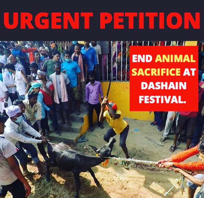 ARMInvestigatio's tweet photo. 🆘✍️ #urgent‼️#signshare #petition to #makeastand against #animslsacrifice at #Dashainfestival in #Nepal
Time is running out! ⏰
https://t.co/GRPy81zxUV https://t.co/aAys3ovWr3