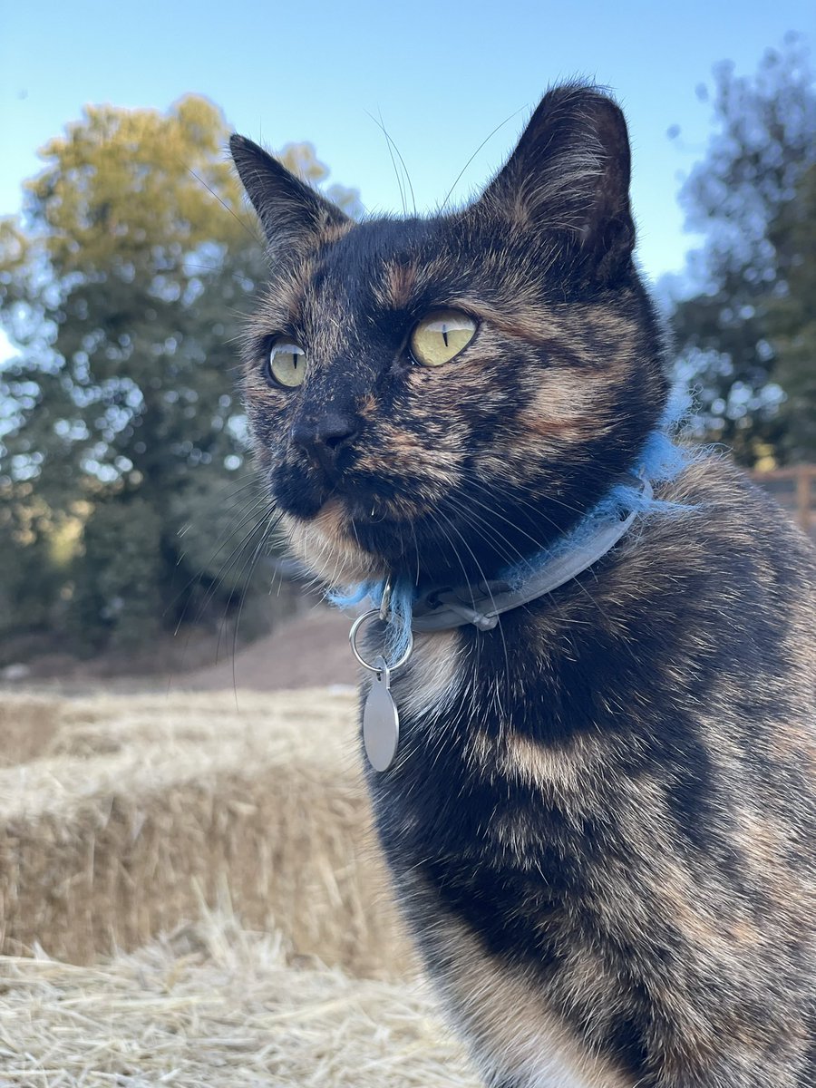 kaytorres_'s tweet photo. Happy as fuck lately 🌻☺️🐈‍⬛ https://t.co/7J6aK9GU9h