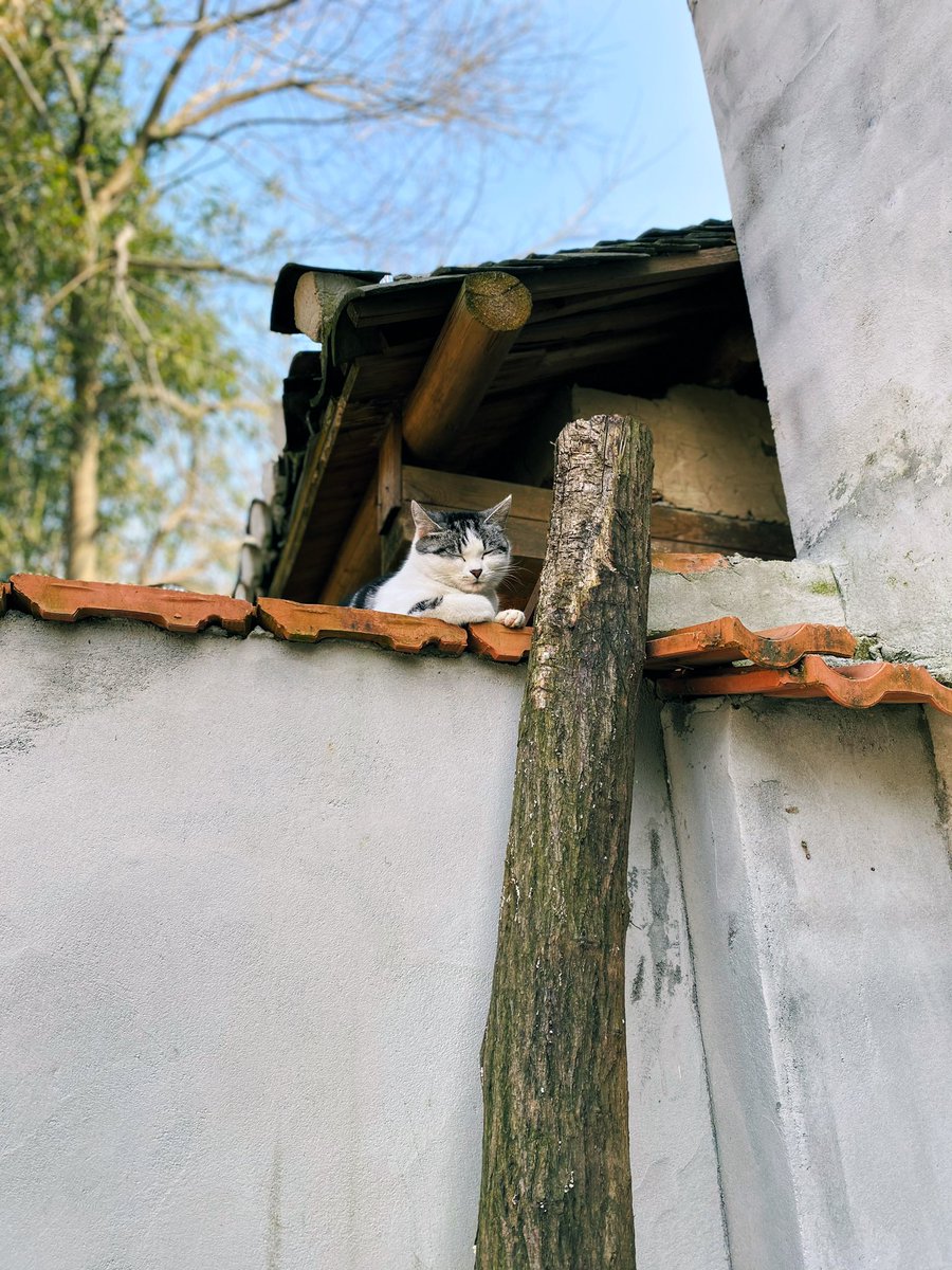 Yan Cheng tweet media