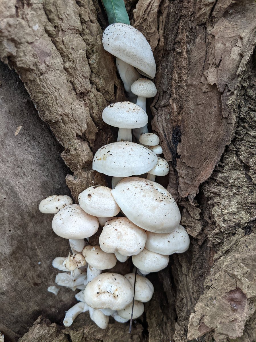PHunzek's tweet image. Three mushroom walnut stuffed bread with squash soup. #vegansoup #vegan #stuffedbread #mushroomstuffing #elmoysters #meadowmushrooms #babybellamushrooms