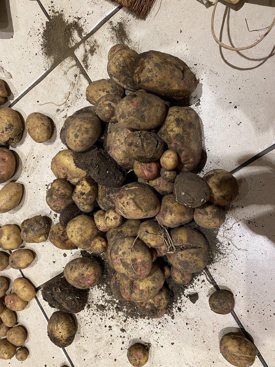So I love growing my own, and all the results, but the books never say anything about sorting through the bags of potatoes you’ve put under the stairs to find “that” smell