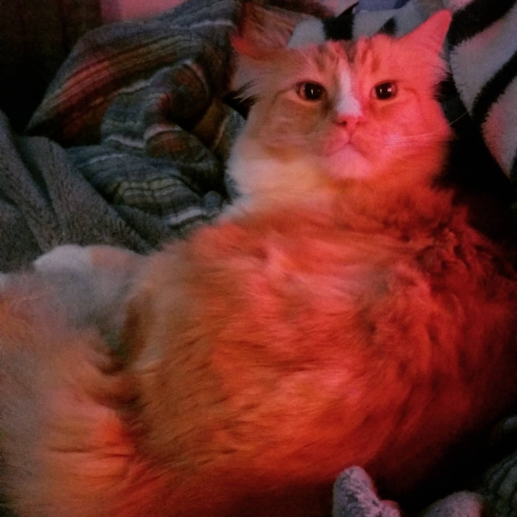 ThomasWaffles's tweet photo. Will always wake up for bacon.

#fluffcat #wafflecat #lazycat #orangecat #catsofinstagram #spoiledcat https://t.co/bW9KRQCctC https://t.co/zpdegYigoD