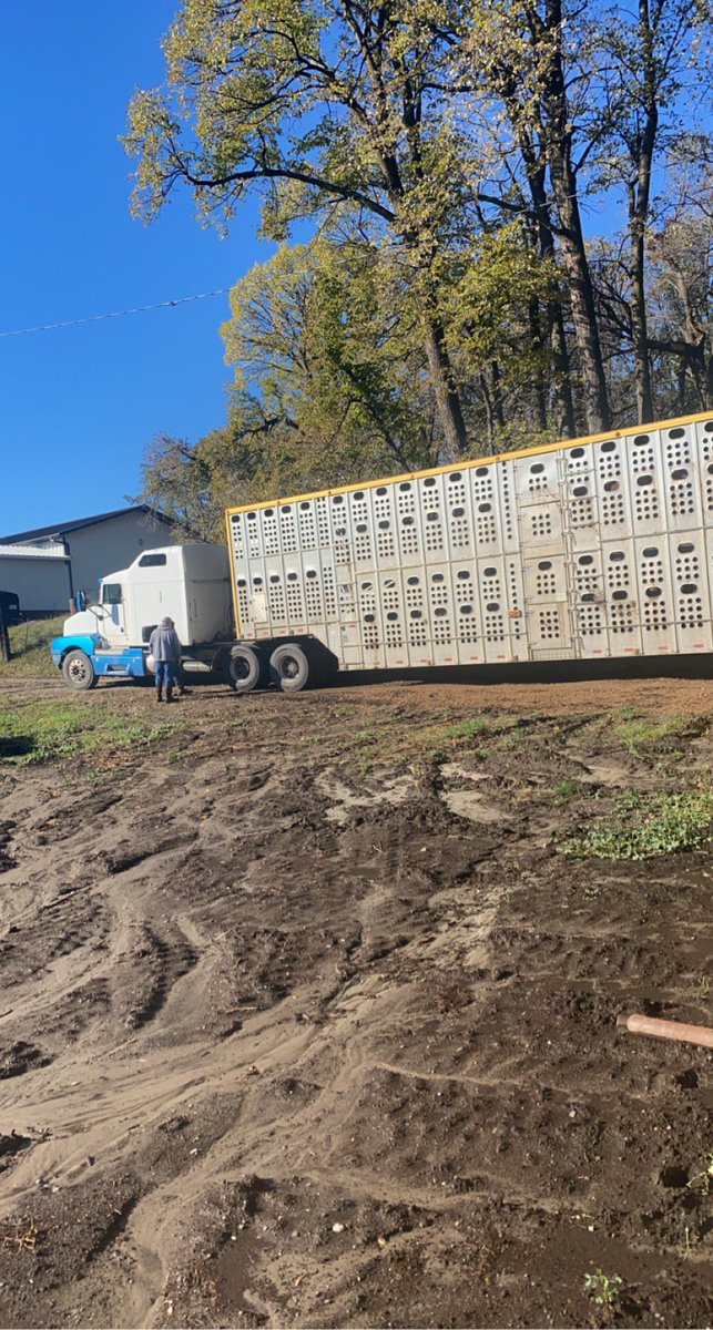 Good day to ship the calves out. Only a little muddy with 3.5 inches of rain