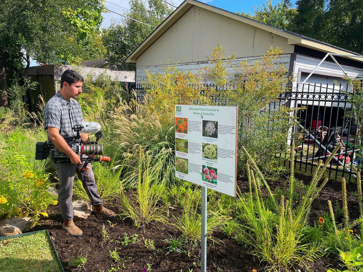 HouWilderness's tweet photo. Today was the Fulton Butterfly Pocket Park ribbon cutting! The pollinator garden was a collaboration w/@GNMDistrict & many partners, & received a grant from @usdagov! #GreaterNorthsideManagementDistrict #FultonButterflyPark #AvenueCDC #HoustonMuralMap #HoustonWilderness #TexasMFS https://t.co/kK6YRHXsui